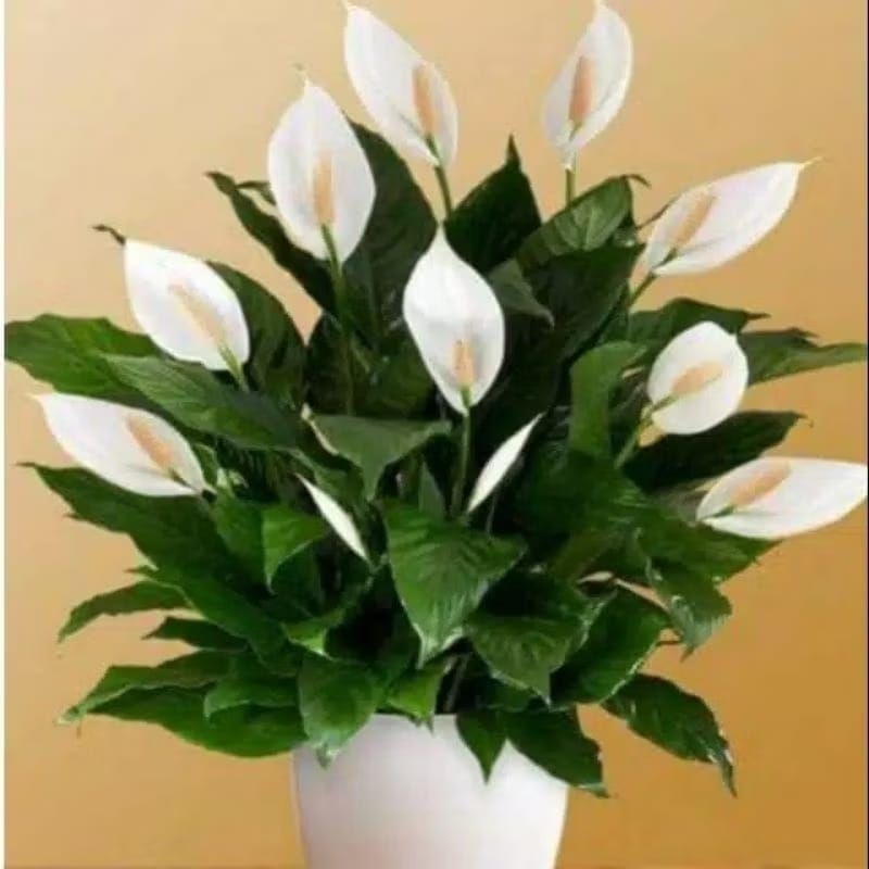 Peace Lily//Spatu Filum Rimbun Tanaman Penghisap Racun Dan Asap Rokok Cocok Untuk Hiasan Ruangan