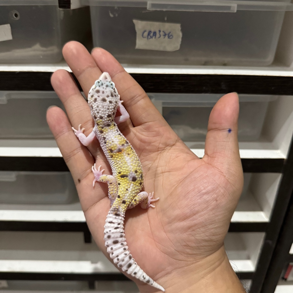 WY TUGSNOW ENIGMA ECLIPSE HET RAPTOR BETINA CBB260 Mainan Anak Lucu Jinak Gecko Geko Leopard Gecko