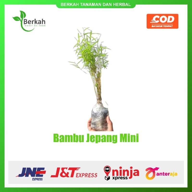 Tanaman Hias Bambu Mini - Bambu Jepang Daun Rimbun