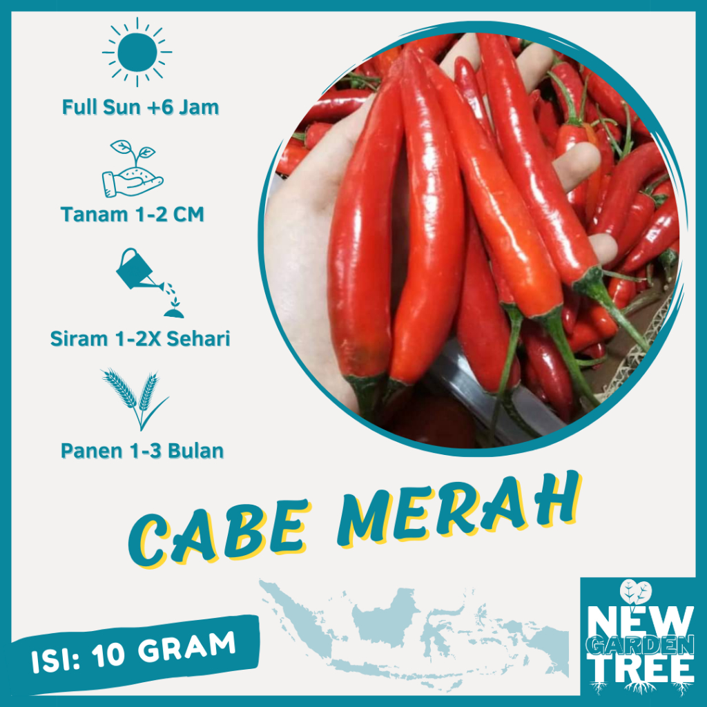 10 GRAM - BENIH CABE MERAH BESAR HOT BEAUTY KUALITAS TERBAIK