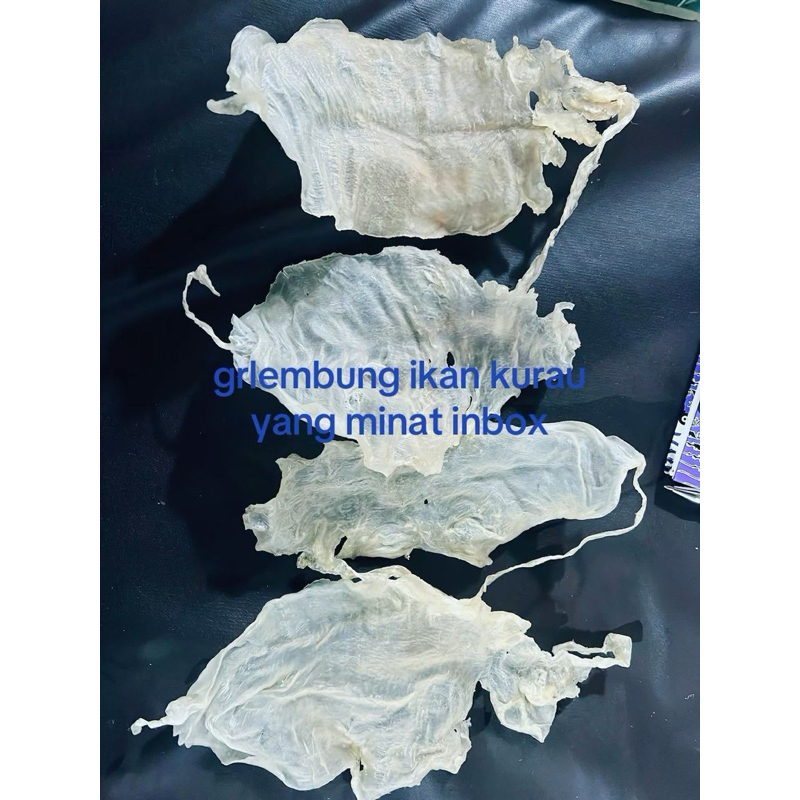 GELEMBUNG HIPIO KERING