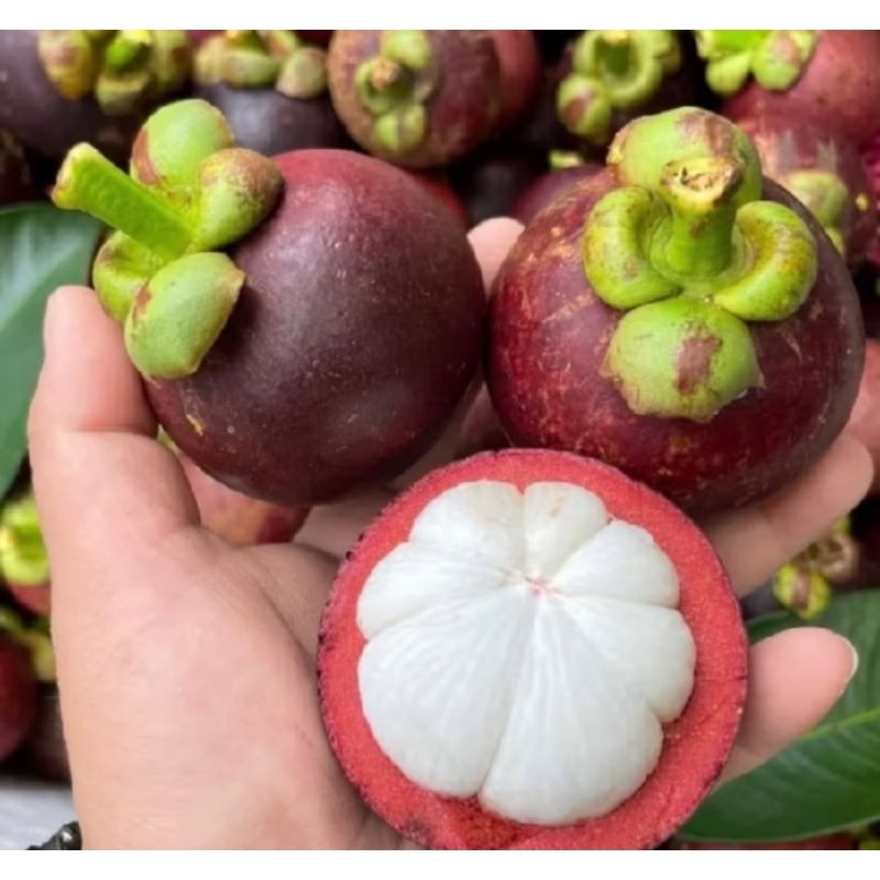 

Manggis Kampung Segar Dan Manis 1 Kg