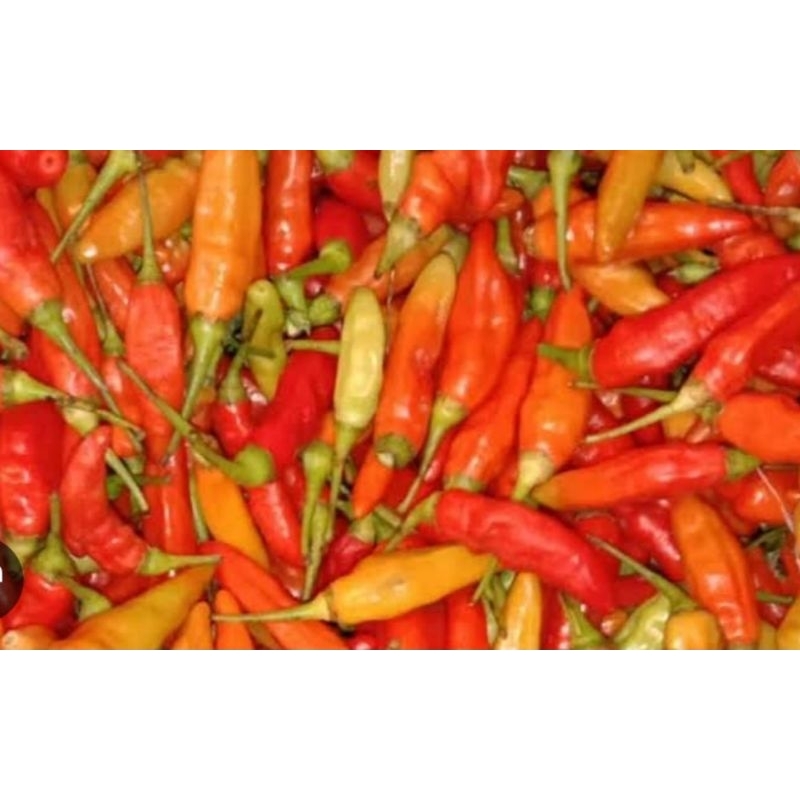 

cabe rawit merah/cengek merah 100 gram