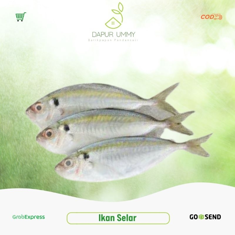 

SELAR • Ikan Selar Segar 1kg
