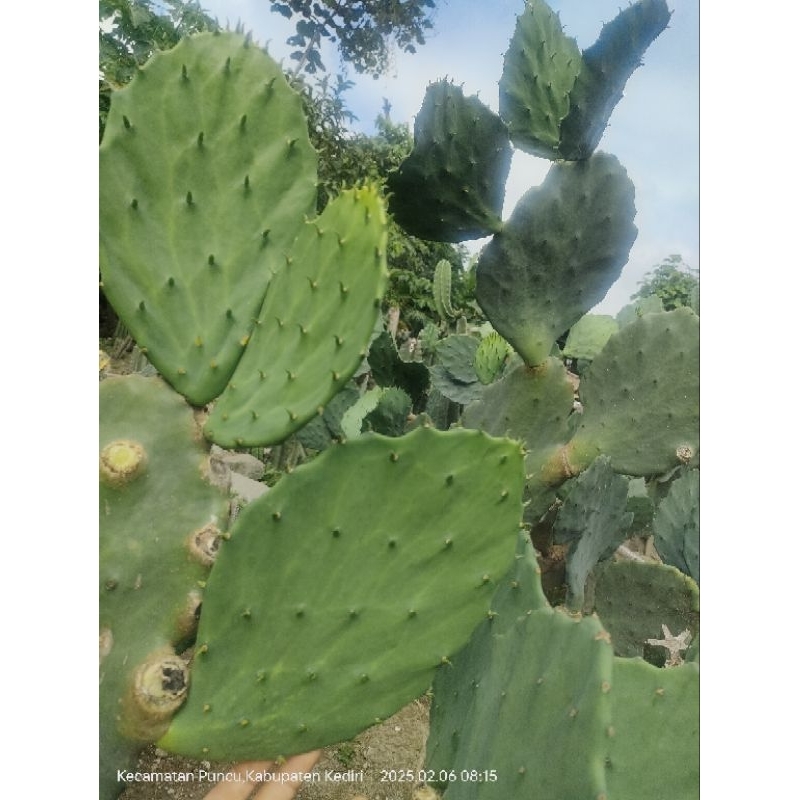 kaktus opuntia gomei pakan kura kura