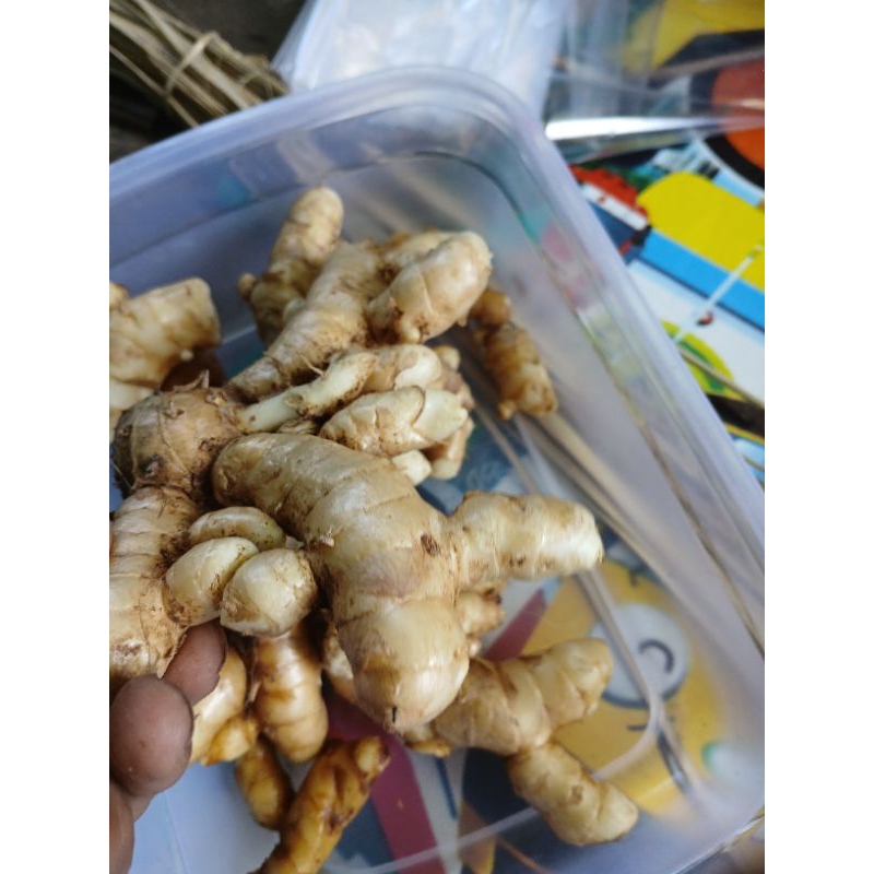 

KUNYIT PUTIH SEGAR ALAMI