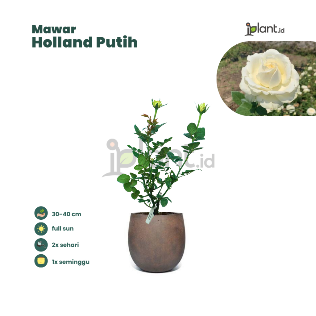 Mawar Holland Putih