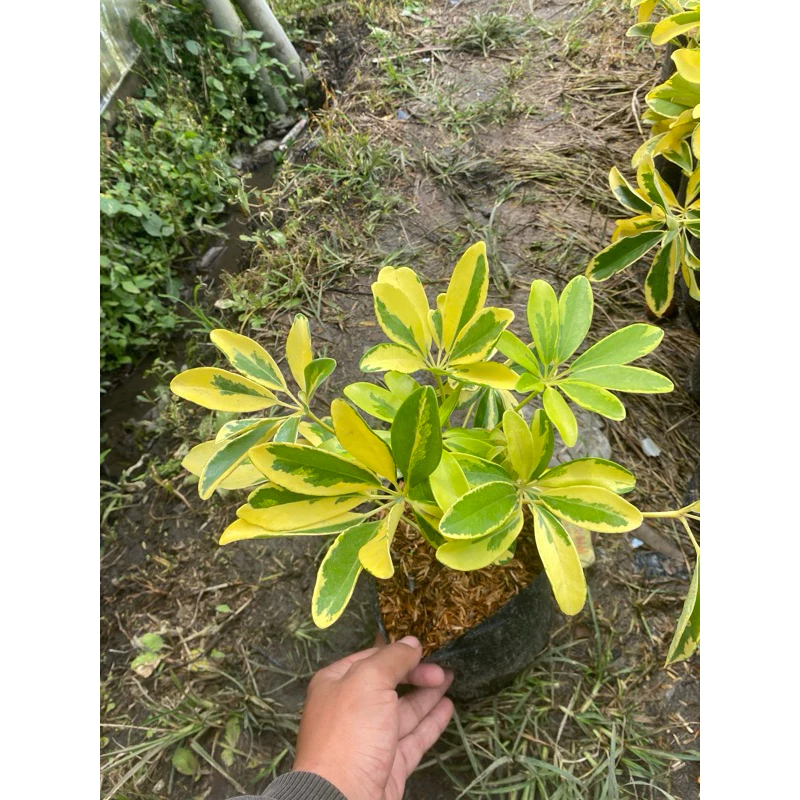 walisongo varigata (Heptapleurum actinophyllum) - Tanaman hias walisongo golden varigata / daun wali