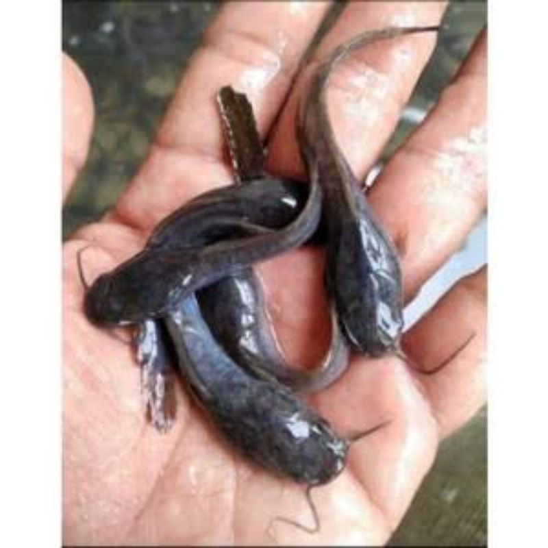 Bibit ikan lele sangkuriang 78