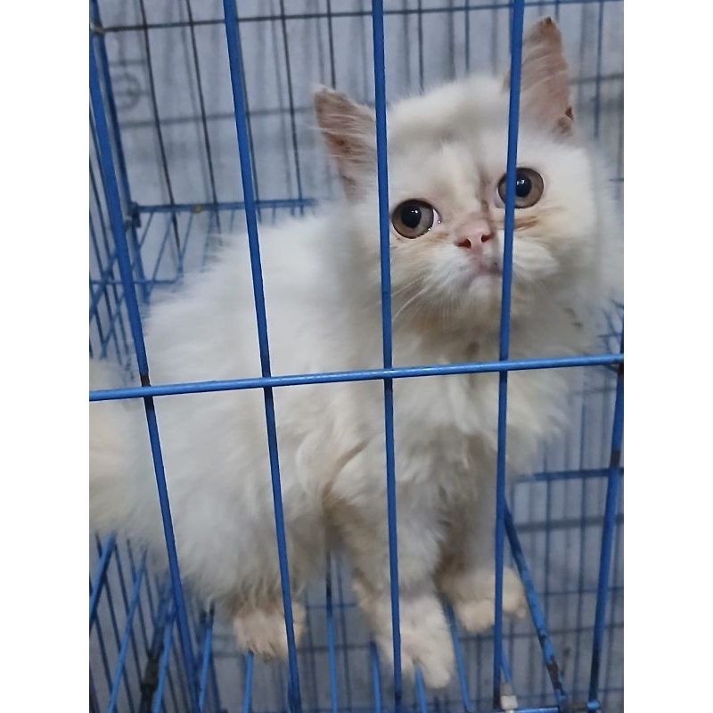 ❤️ KITTEN PERSIA PEAKNOSE HIDUP ❤️ ANAKAN KUCING PEAKNOSE ❤️
