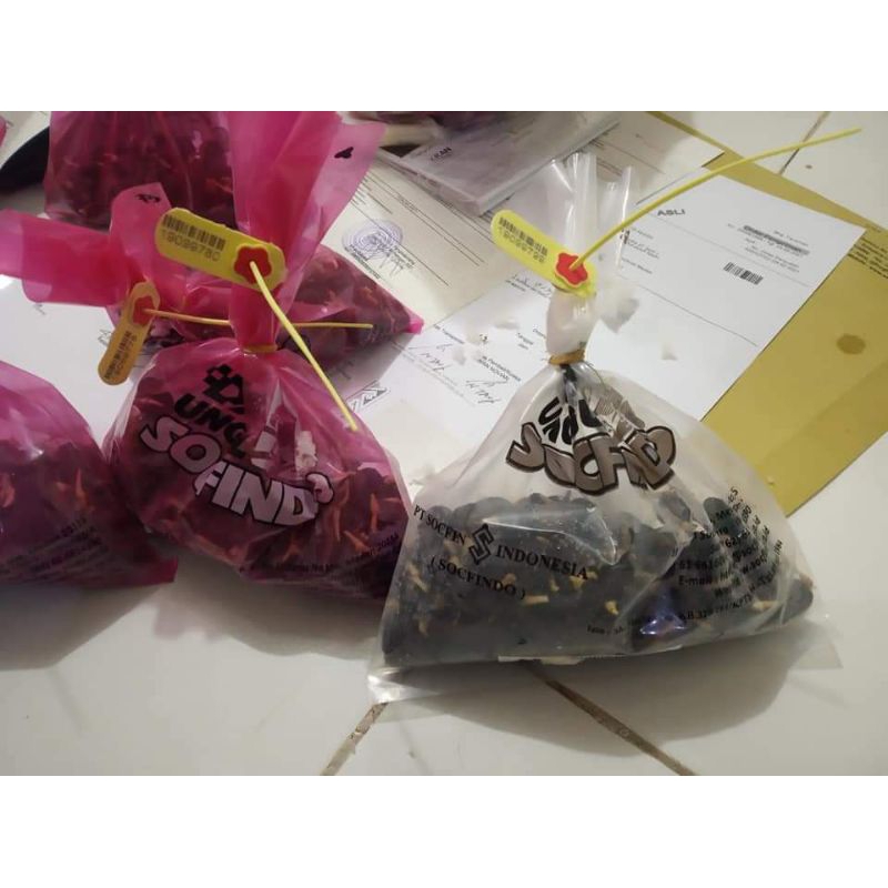 benih sawit socfindo