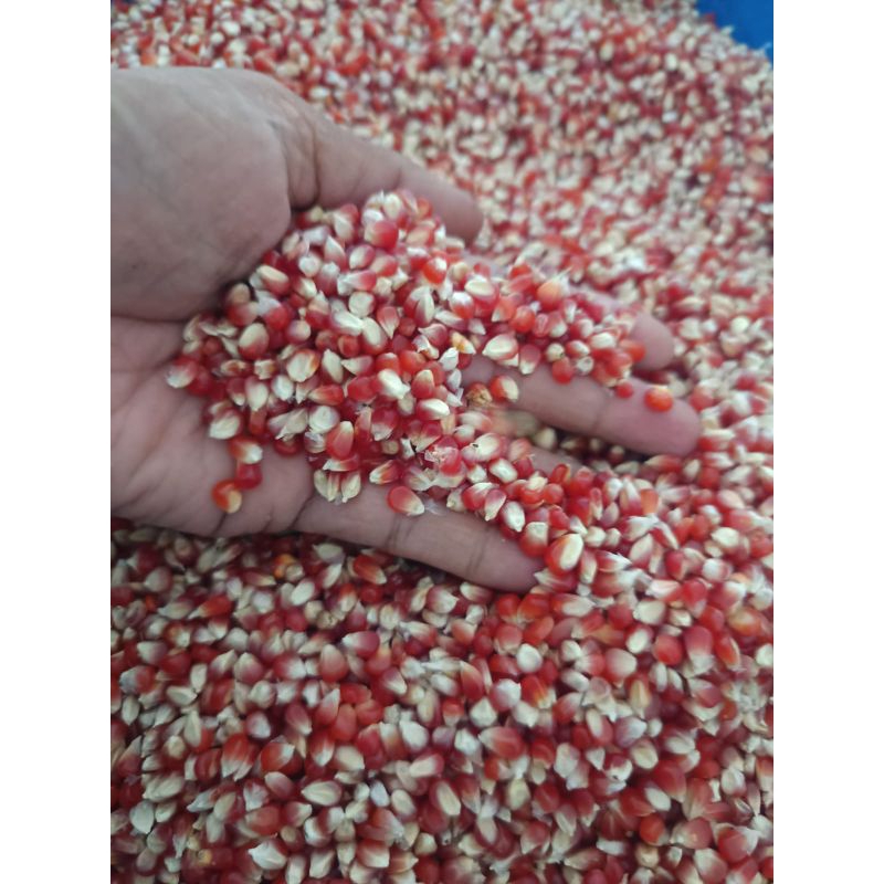 

jagung merah cililin super pakan burung premium