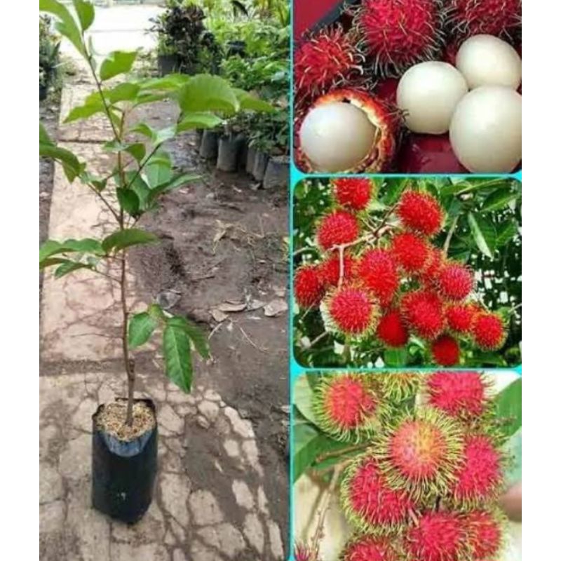 Bibit/PohonRambutan/Binjai/RambutanBinjai