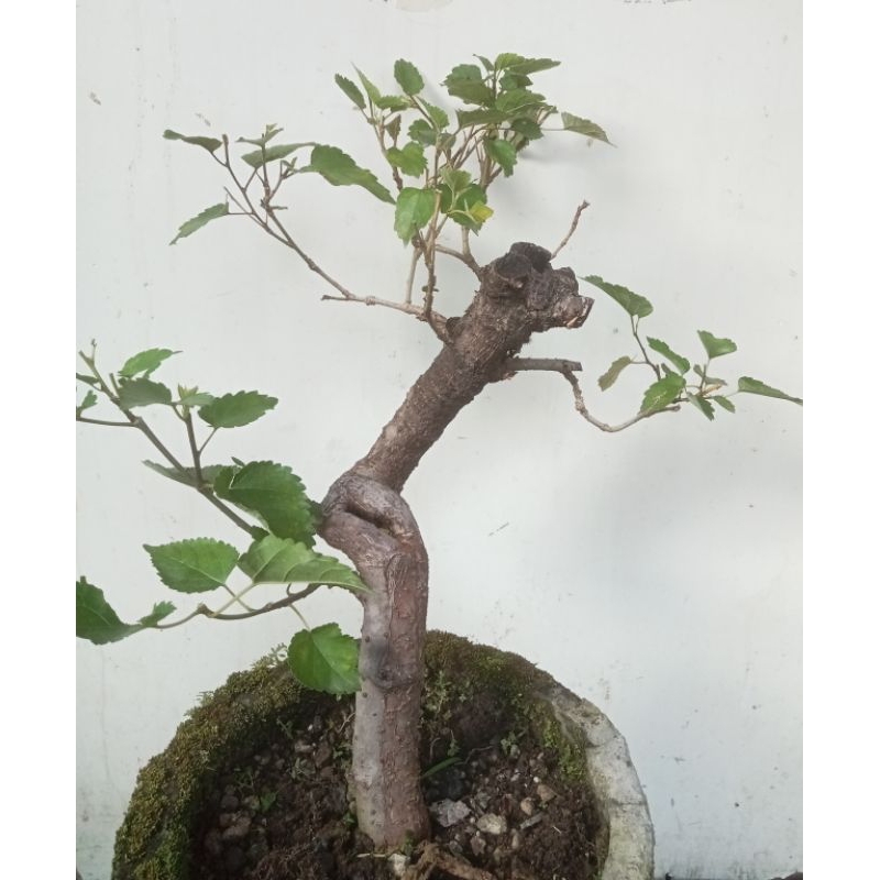 bahan Bonsai Murbei
