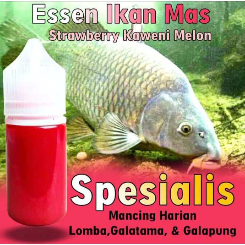 Essen Ikan Mas Paling Gacor, Essen Ikan Mas Indukan, Essen Ikan Mas Ramean, Essen Ikan Mas Strawberr