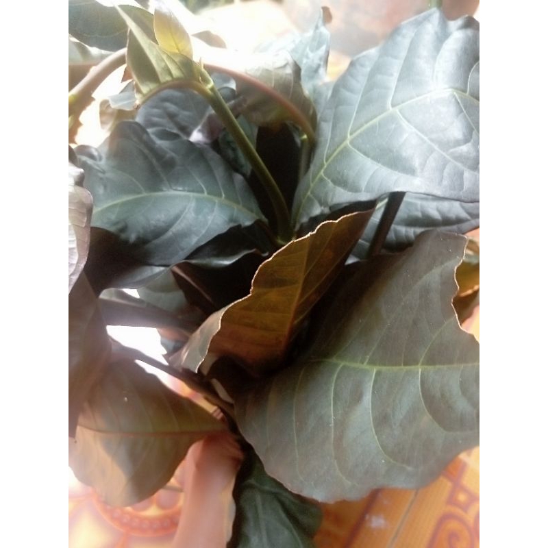 

daun handeleum 300 gram