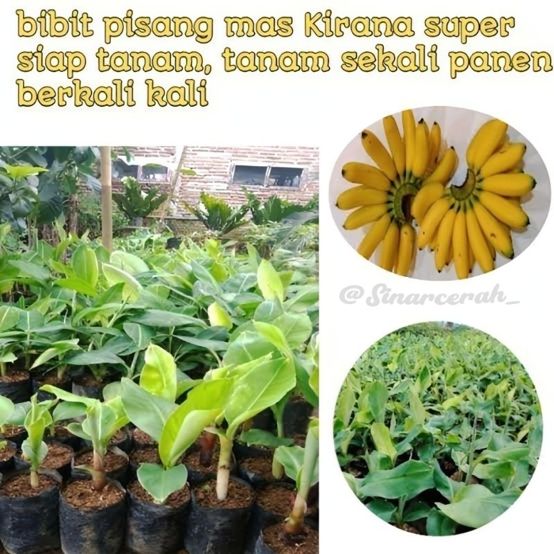 Bibit pisang emas asli/bibit pisang mas Kirana unggal