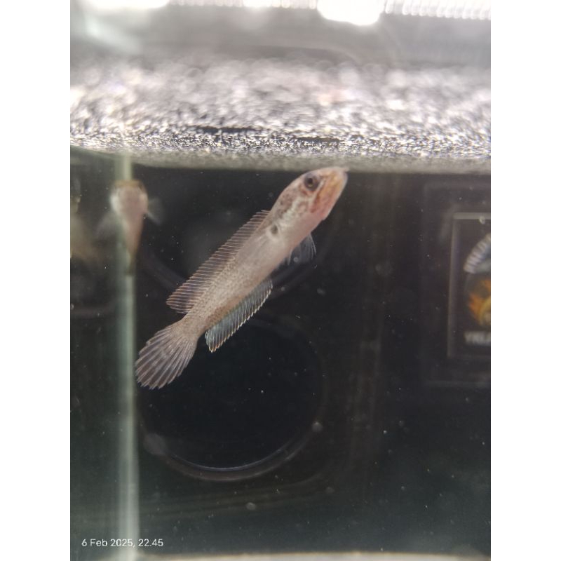 Baby limbata CB size 3-6 cm ombyokan