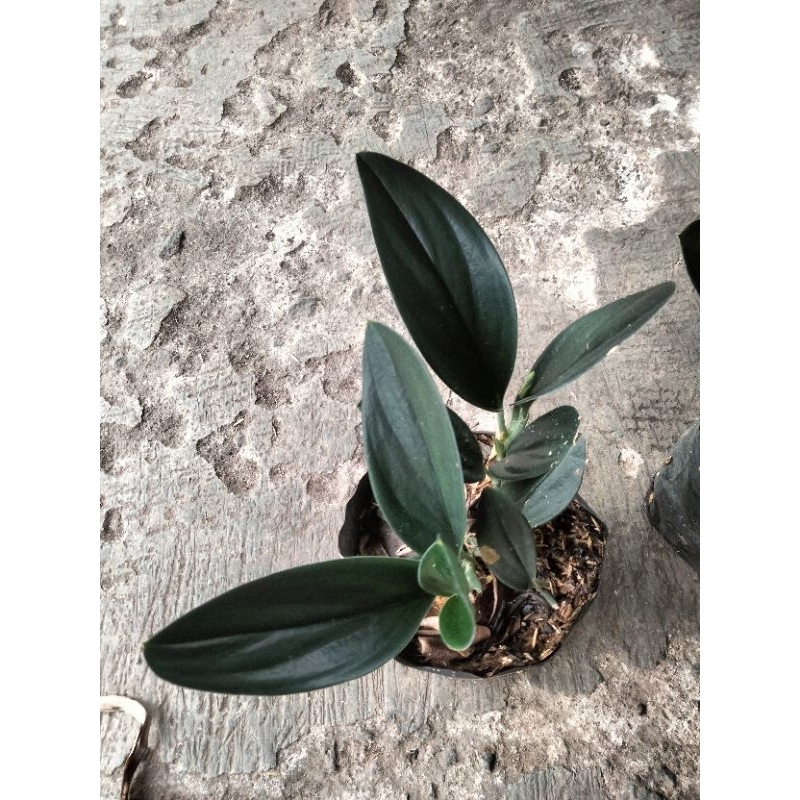 Scindapsus black Borneo scindapsus hitam