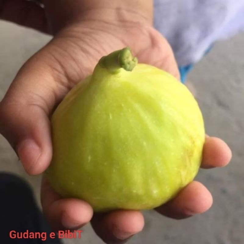 Bibit Buah Tin Kuning | Tin Yellow Giant Jumbo