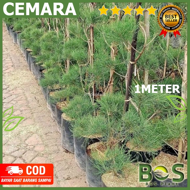 Bosplant - Tanaman Hias tinggi 1 M Cemara Udang Cemara Retes