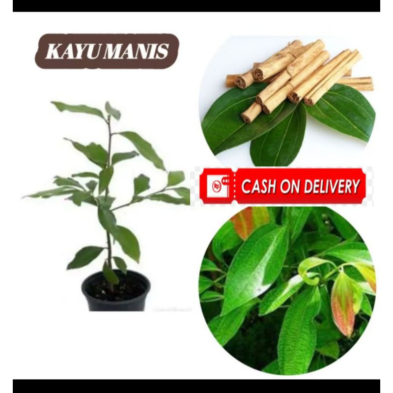 Bibit Pohon Kayu Manis Kualitas Unggul