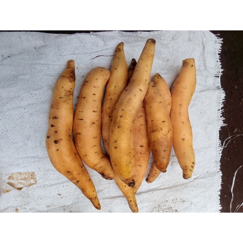 

ubi Cilembu spo( 9)(14)