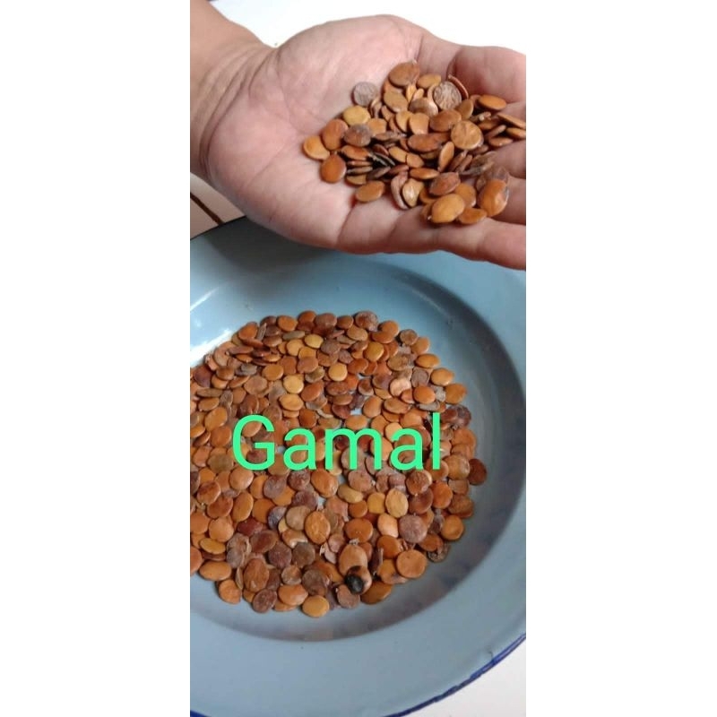 

biji gamal super 1 kg