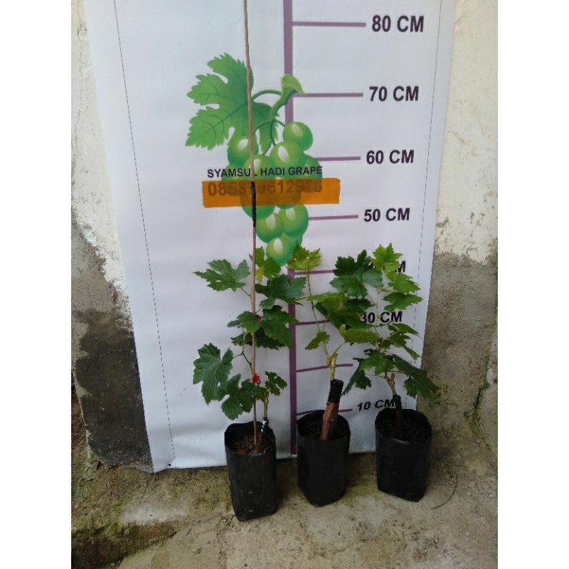 bibit anggur impor 100/3 bibit