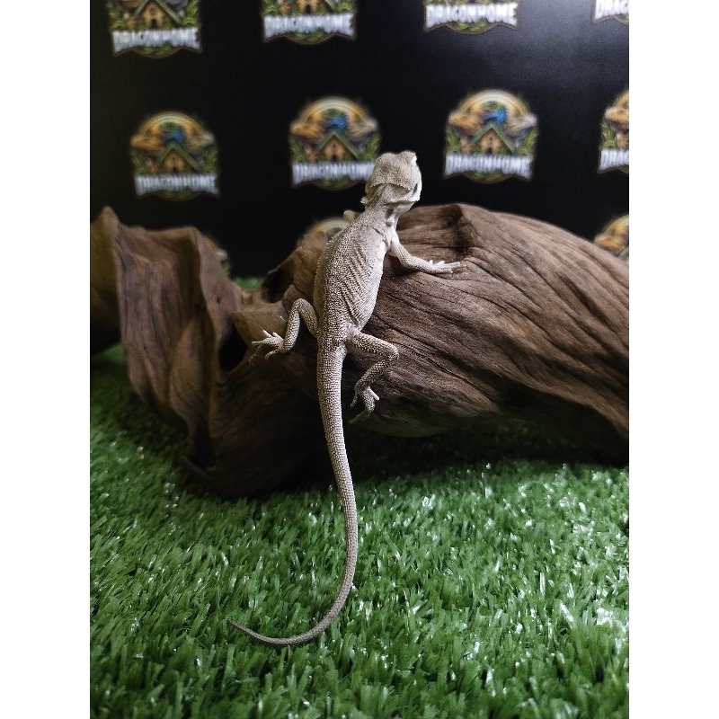 mainan bearded dragon lb zero het hypo