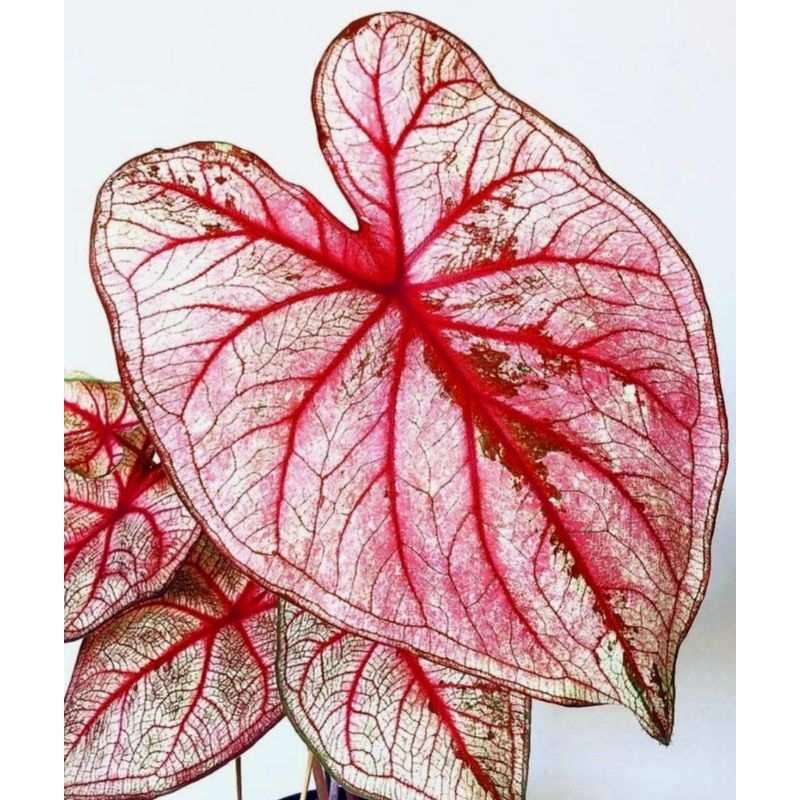 ( BISA COD ) Caladium Tulang Merah Keladi Hias Tulang Merah Tanaman Hias Keladi Tulang Merah Murah M