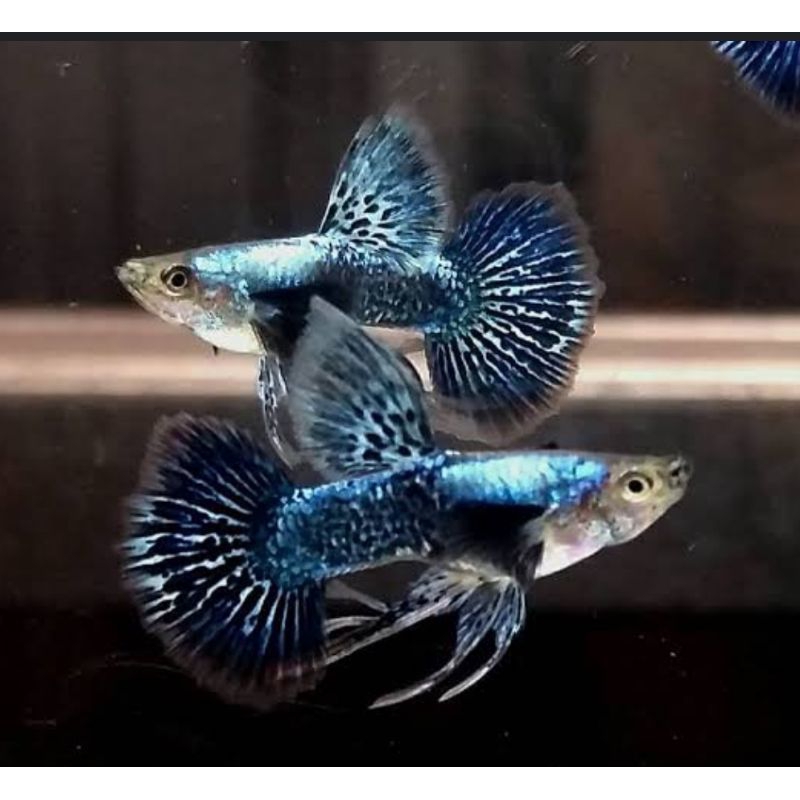 guppy platinum blue dragon ribbon
