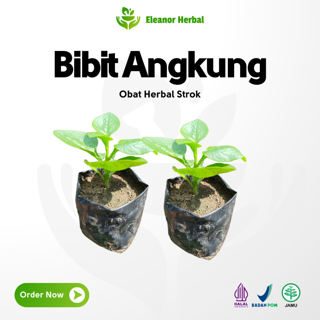 Bibit Angkung Tanaman Angkung Tanaman Obat Herbal Angkung untuk Stroke