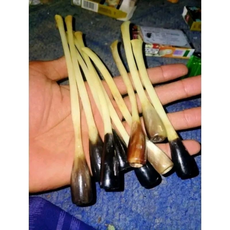 once pipa tulang kalong asli original