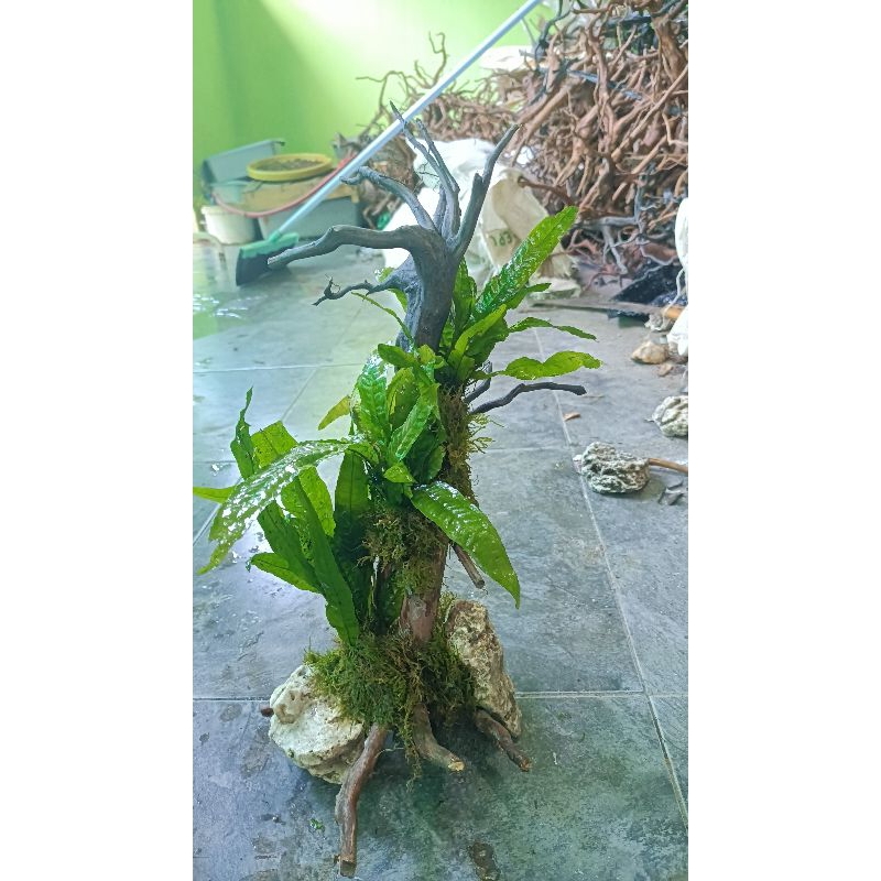 KAYU HIAS AQUARIUM AQUARIUM PALUDARIUM VERTICAL GARDEN