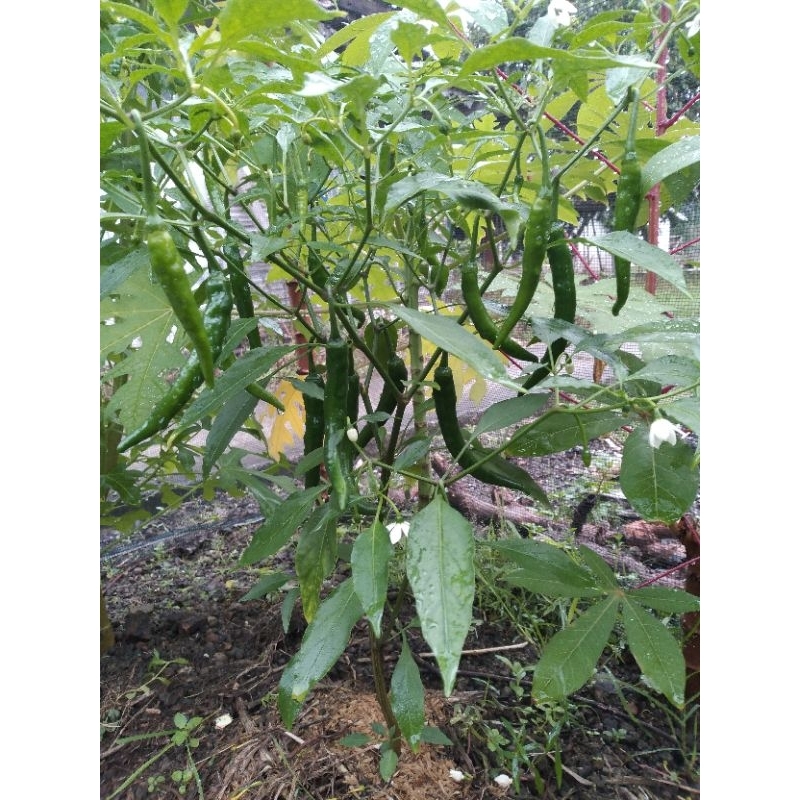 

CABE HIJAU BESAR (1/2 KG)