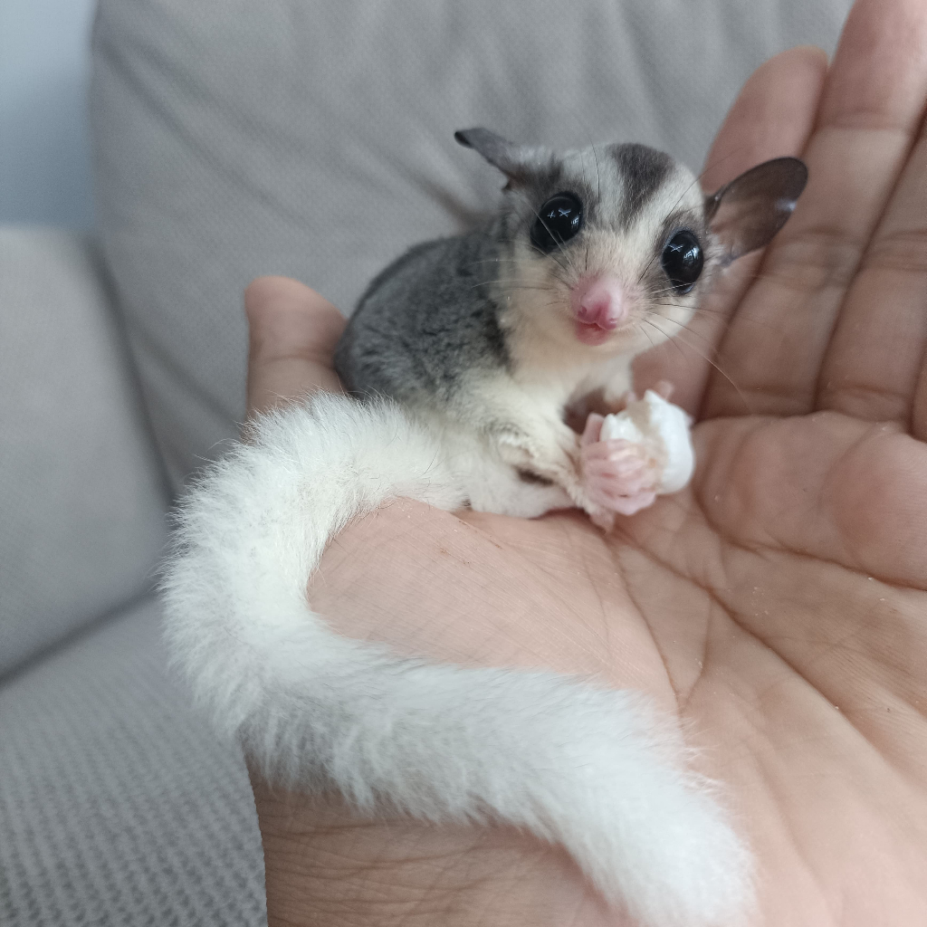 (Kurir Instant) Sugar Glider Platinum Mosaic Joey / SG PLATMOS Baby Jinak