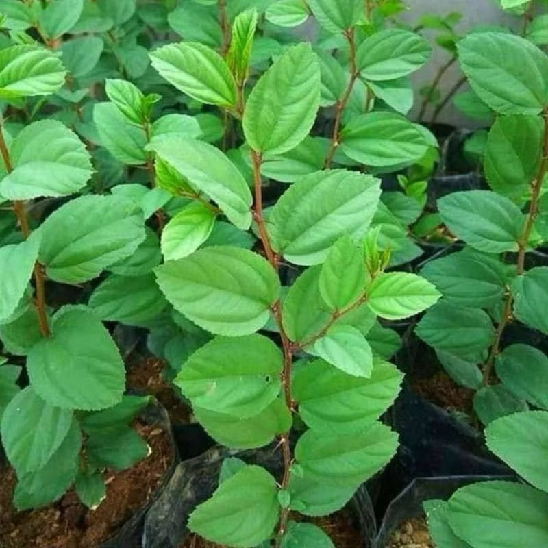 tanaman bidara/ daun bidara rimbun