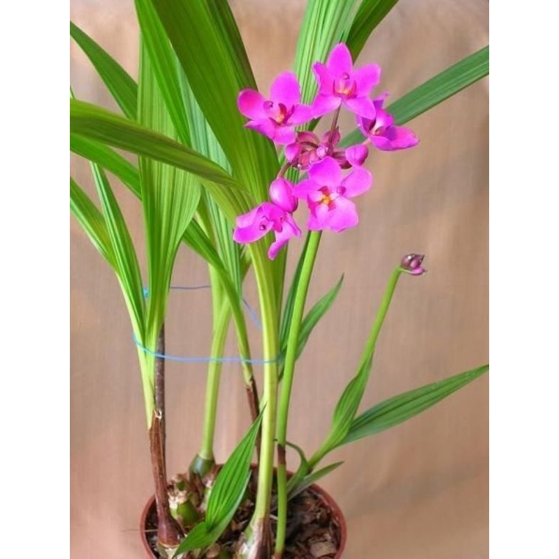 Tanaman bias Anggrek tanah ungu - Pohon anggrek bunga ungu