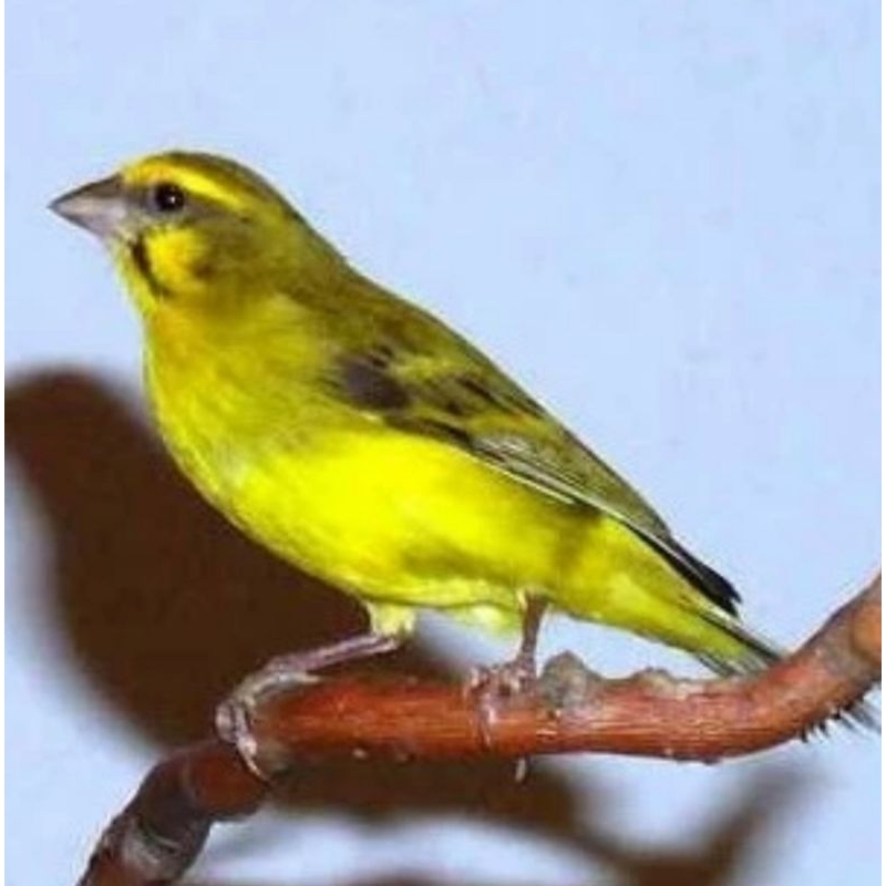 MOZAMBIK BETINA DEWASA