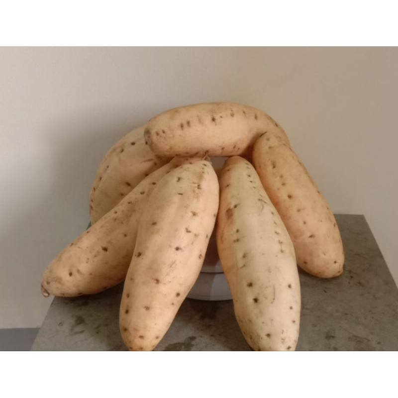 

ubi celembu madu spek oven 1kg