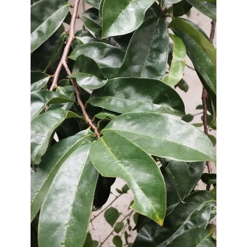 

daun sirsak atau srikaya