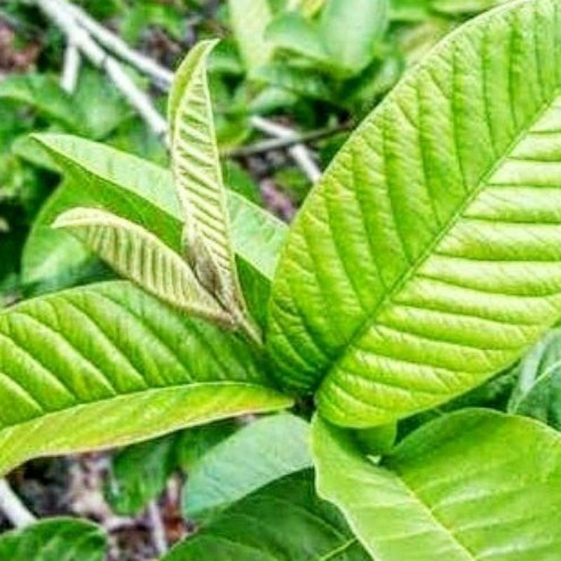 

Daun jambu segar obat sakit perut 10 lrmbar pucuk daun