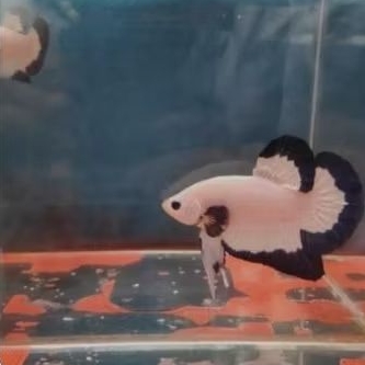 ikan cupang hias /ikan cupang blue rim