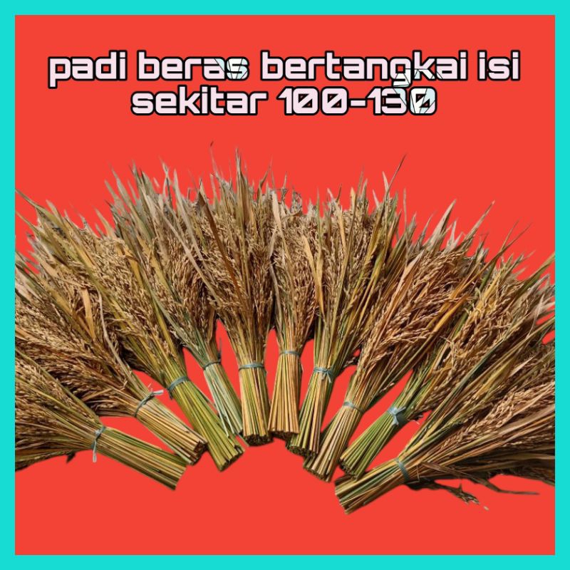 

padi beras bertangkai isi sekitar 100-130