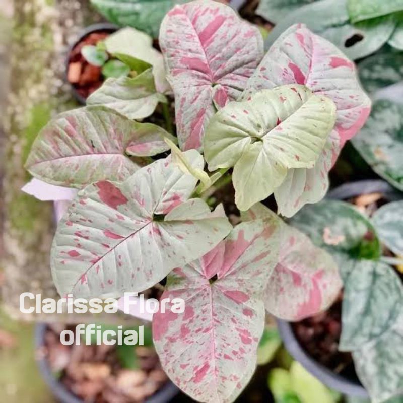 PROMO Tanaman hias syngonium milk confetti - pohon syngonium milk confetti