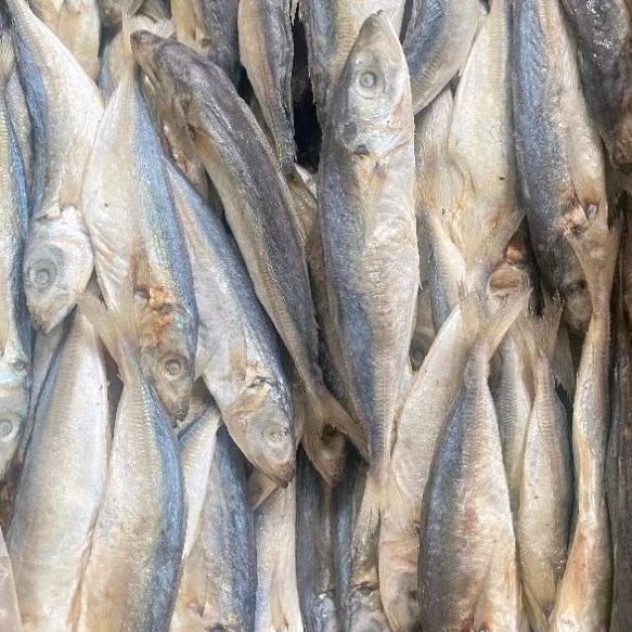 

Ikan Asin Klotok Benggol Jumbo 1 Box Netto 10 Kg Untuk Kebutuhan Bisnis