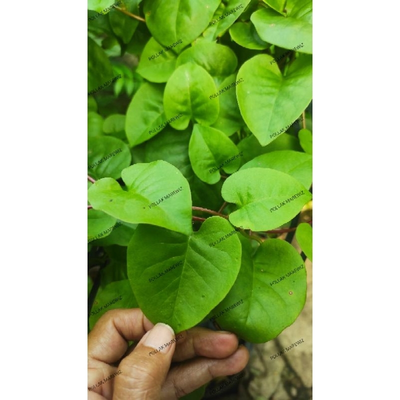 

daun binahong hijau segar organik