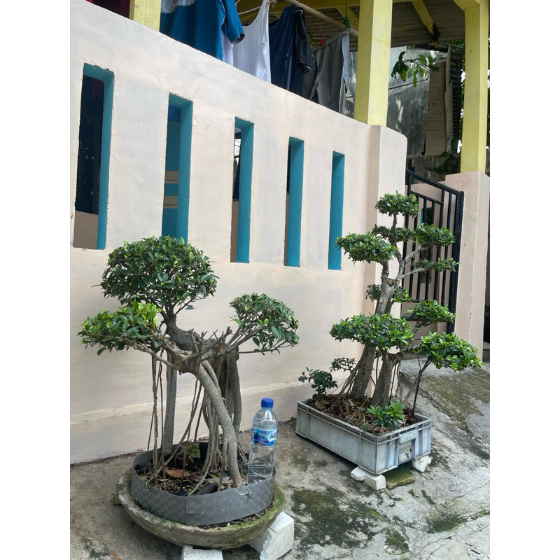 bonsai kimeng akar gantung & elegant vs kiara