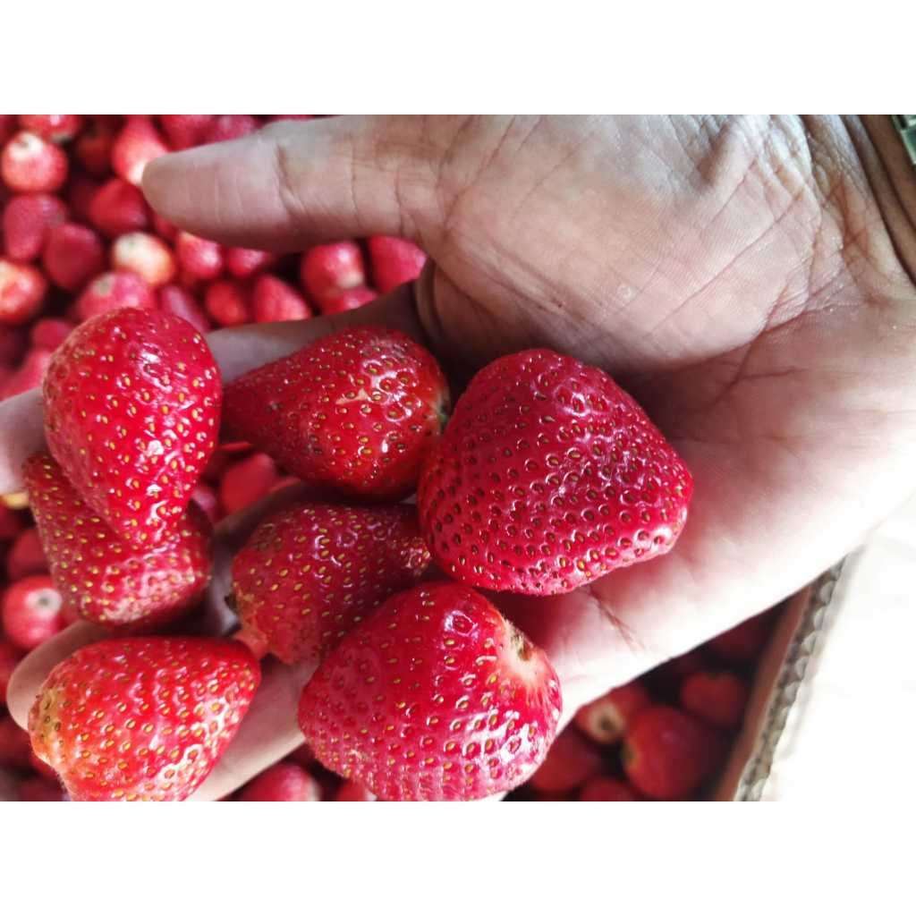

STROBERI STROBERRI STRAWBERRY BUAH FRESH ASLI PETANI CIWIDEY TERLARIS DI NUSANTARA